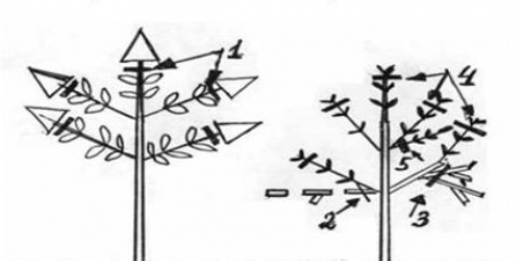 Kako orezati metličastu hortenziju u jesen: dijagram i video za početnike